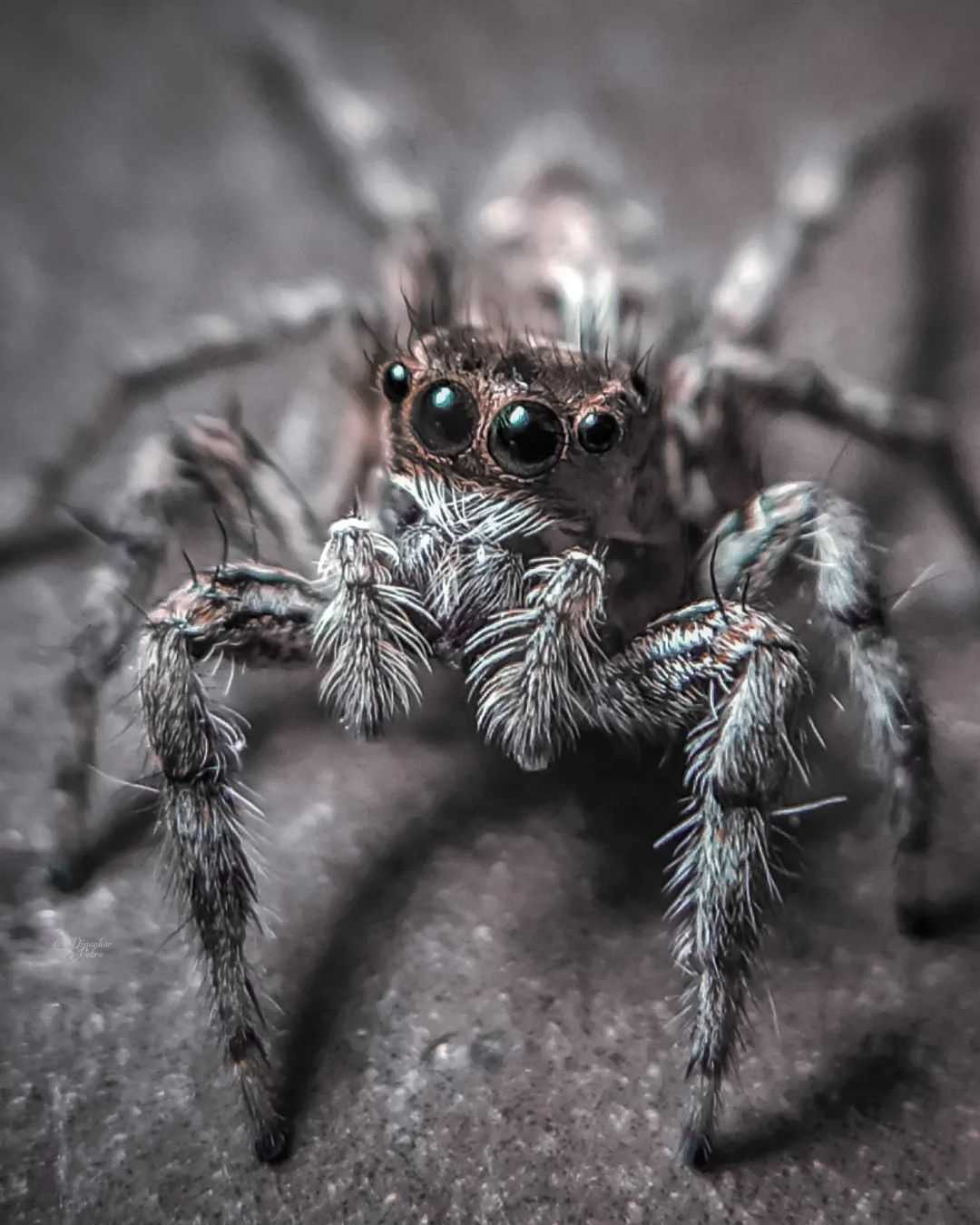 Tan Jumping spider 🕷