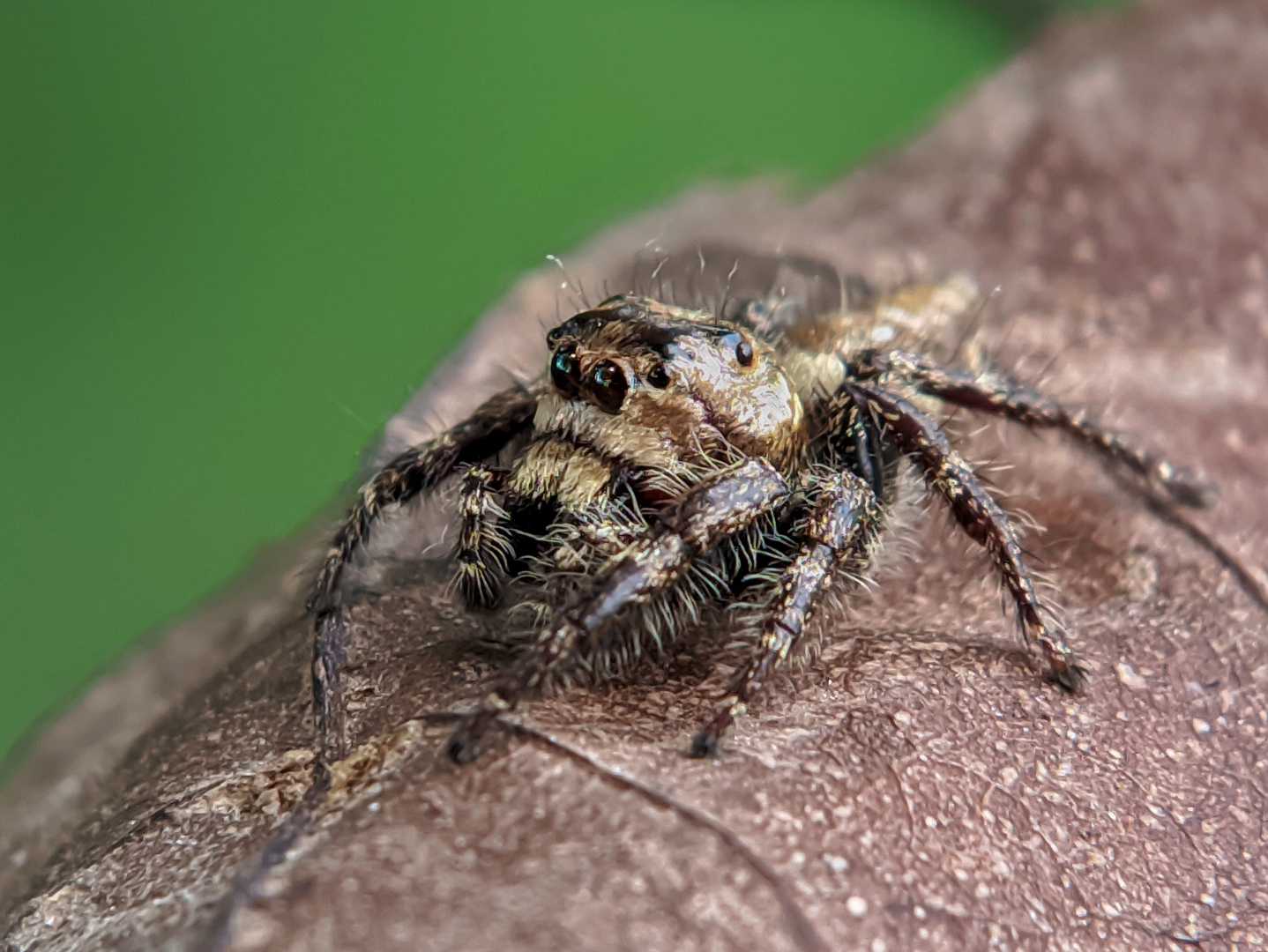 HYLLUS DIARDI