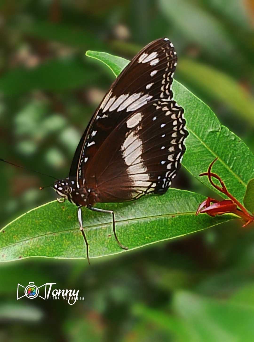 Buttefly