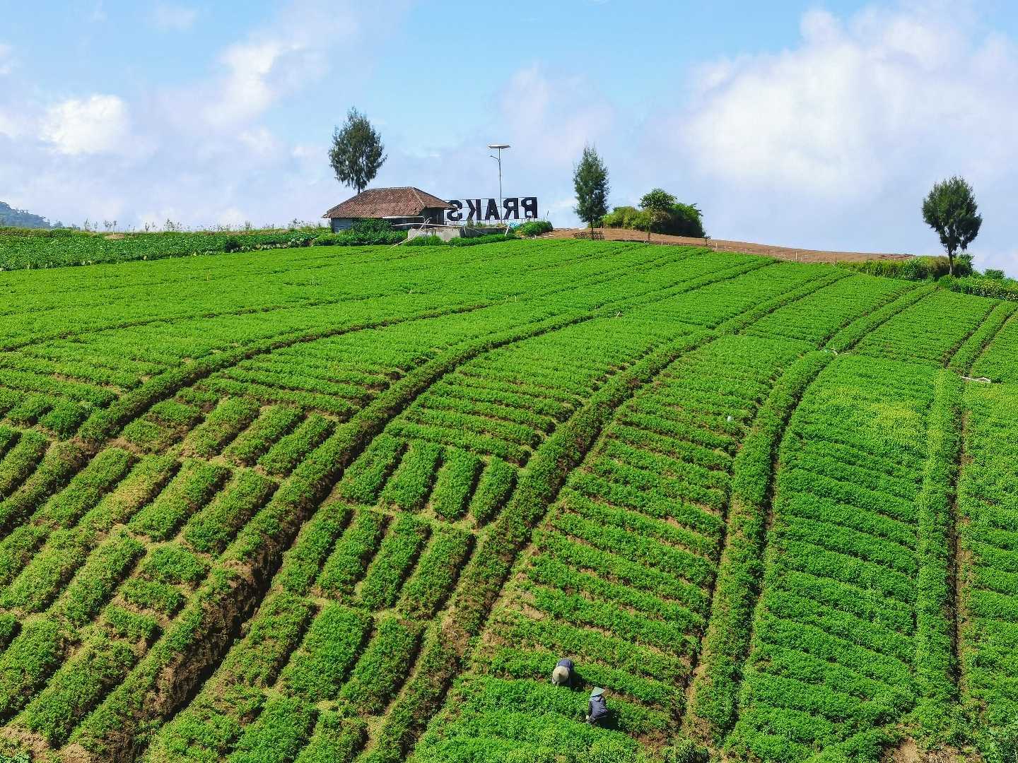 Ladang hijau