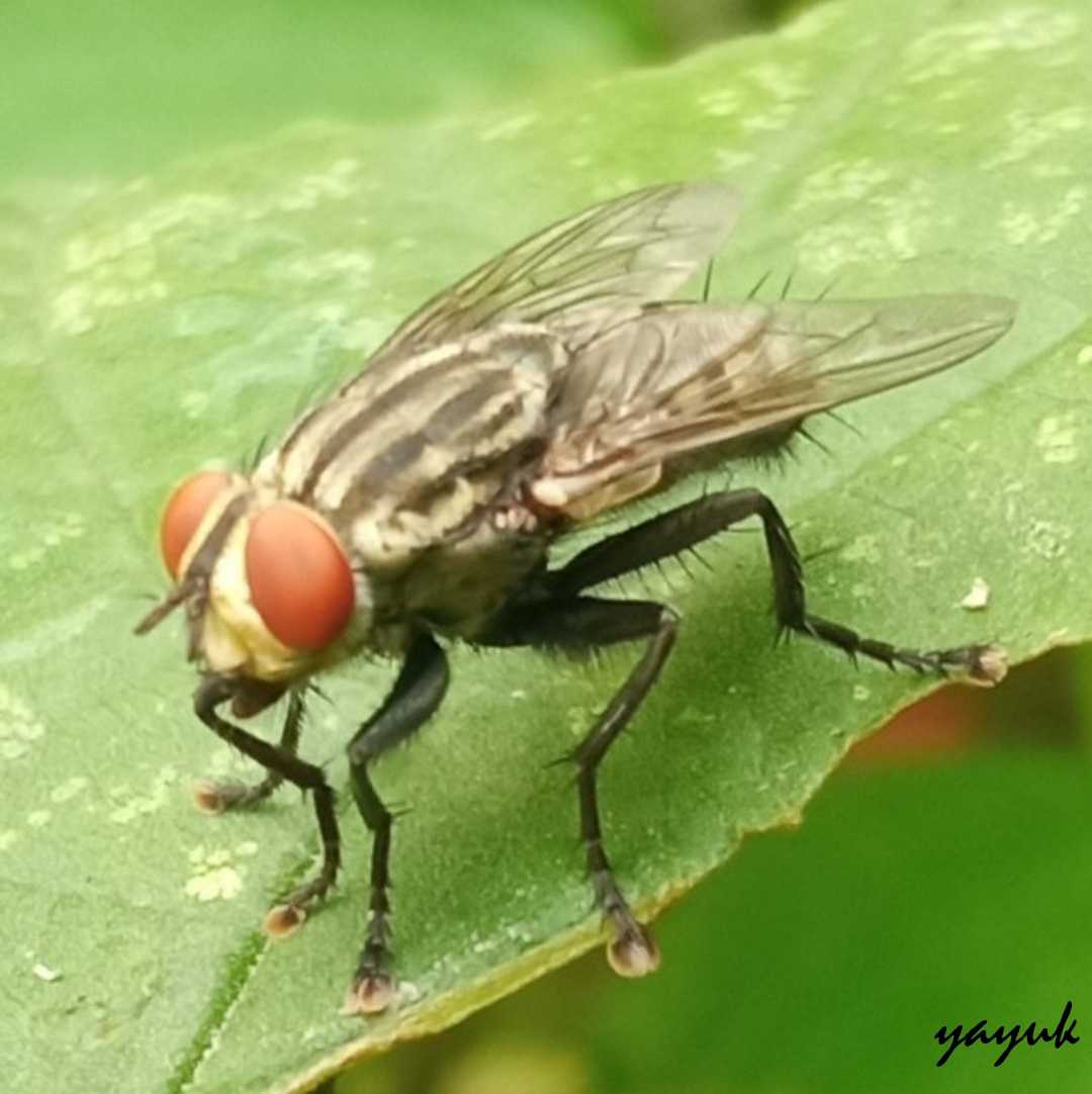 Lalat Daging (Sarcophagidae) 