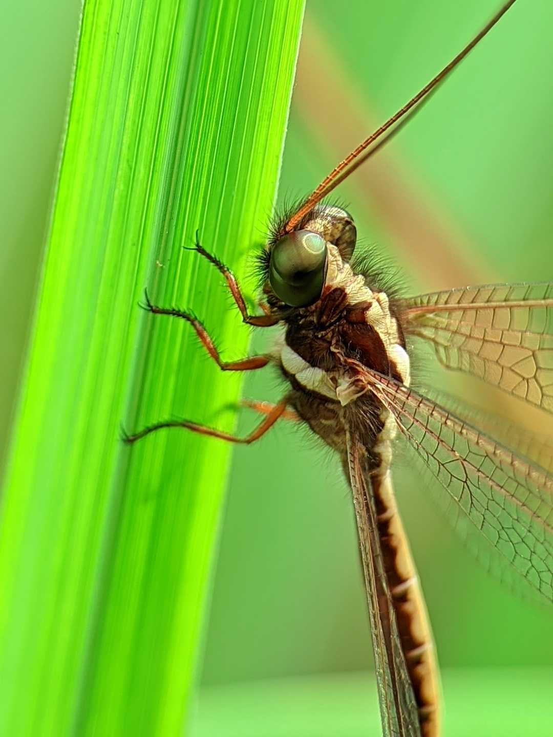 Ascalaphidae 🐝