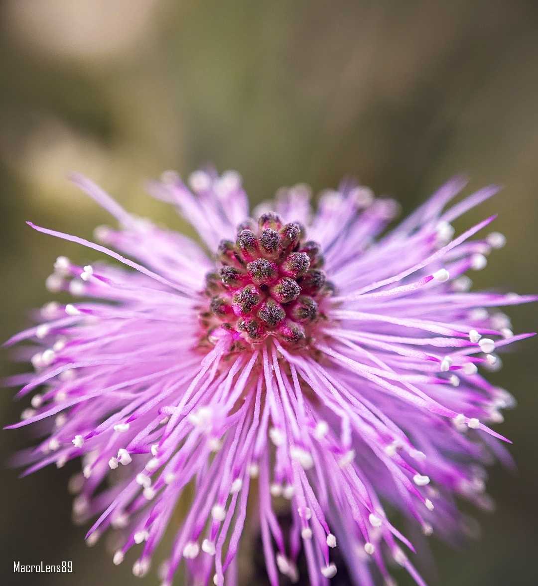 Mimosa Pudica