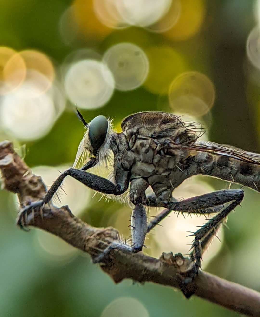 Robberfly 📸💚