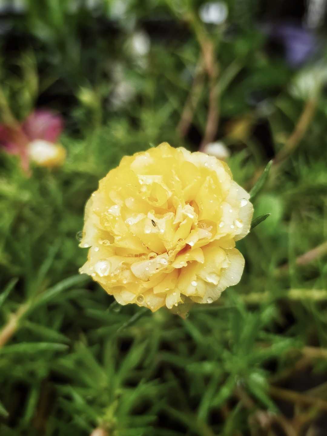 Bunga Krokot Kuning