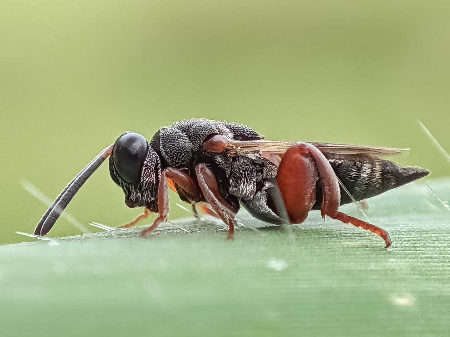 Brachymeria