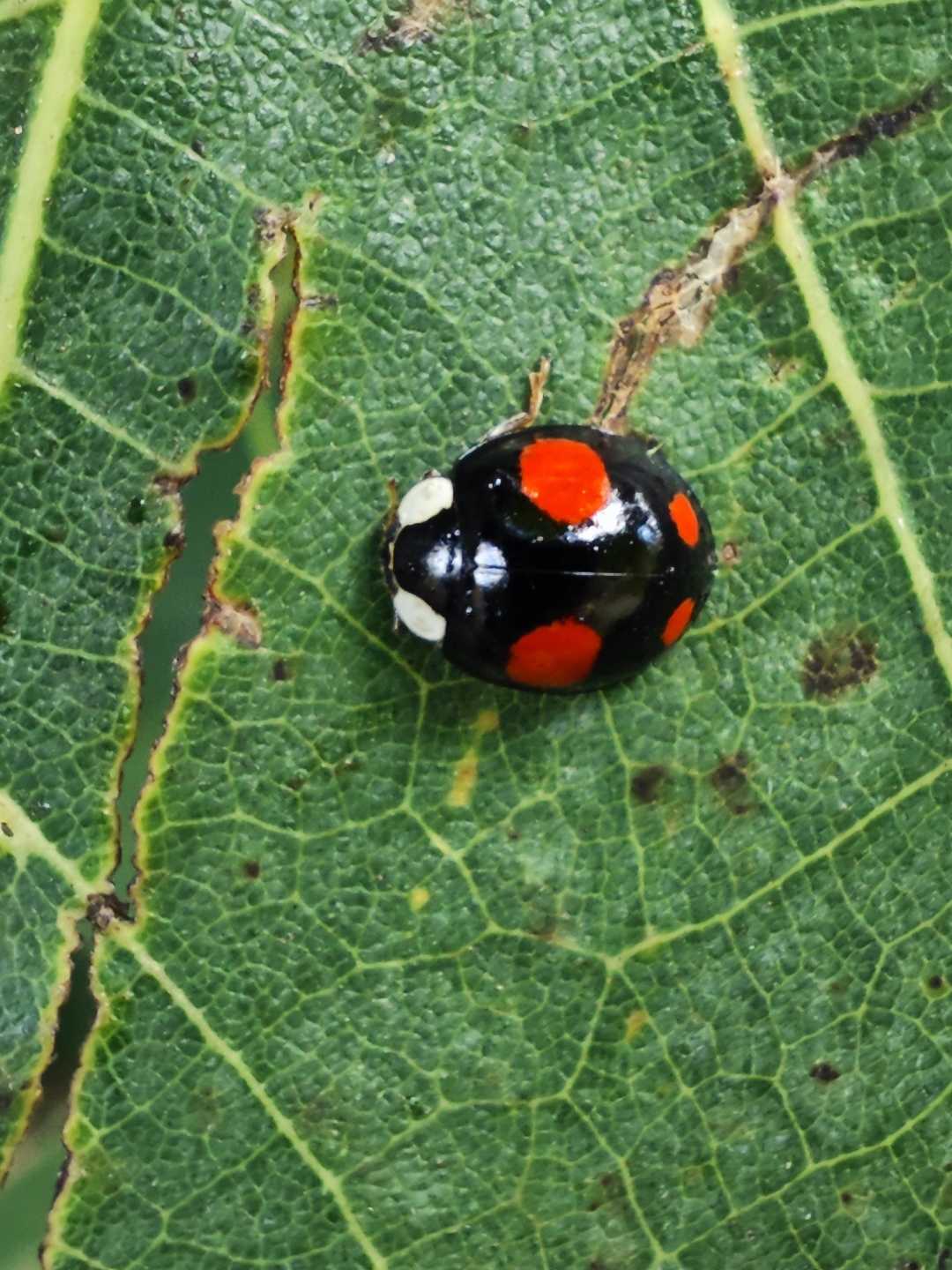 Ladybird 🐞❤️