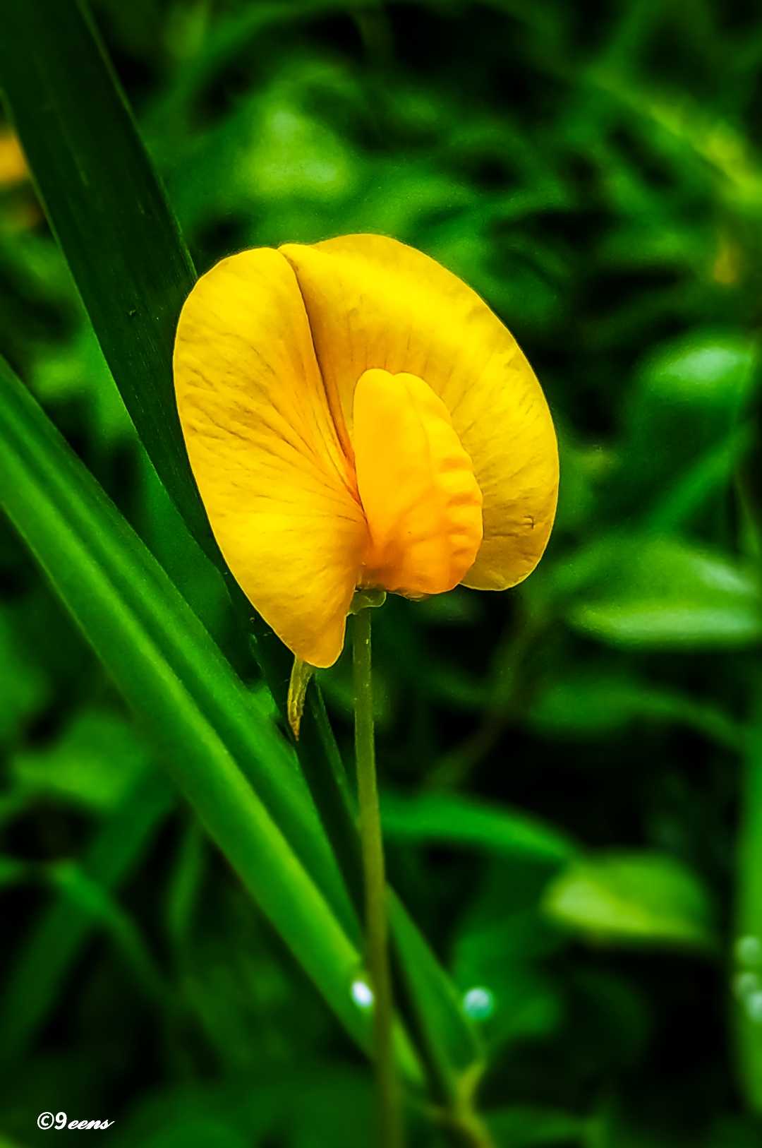 bunga kacangan