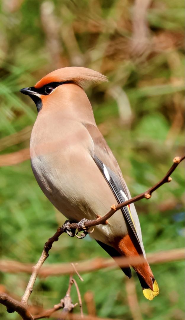 Bohemian waxwings