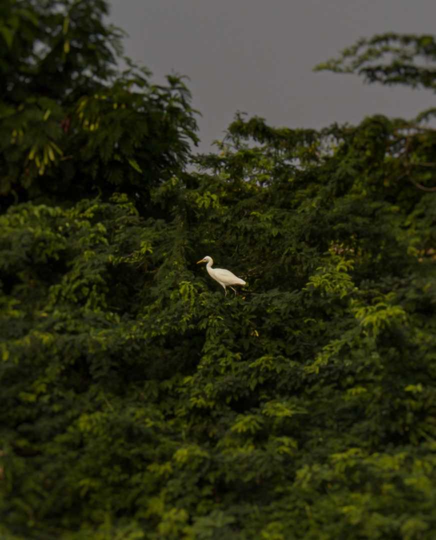 Cattle egret