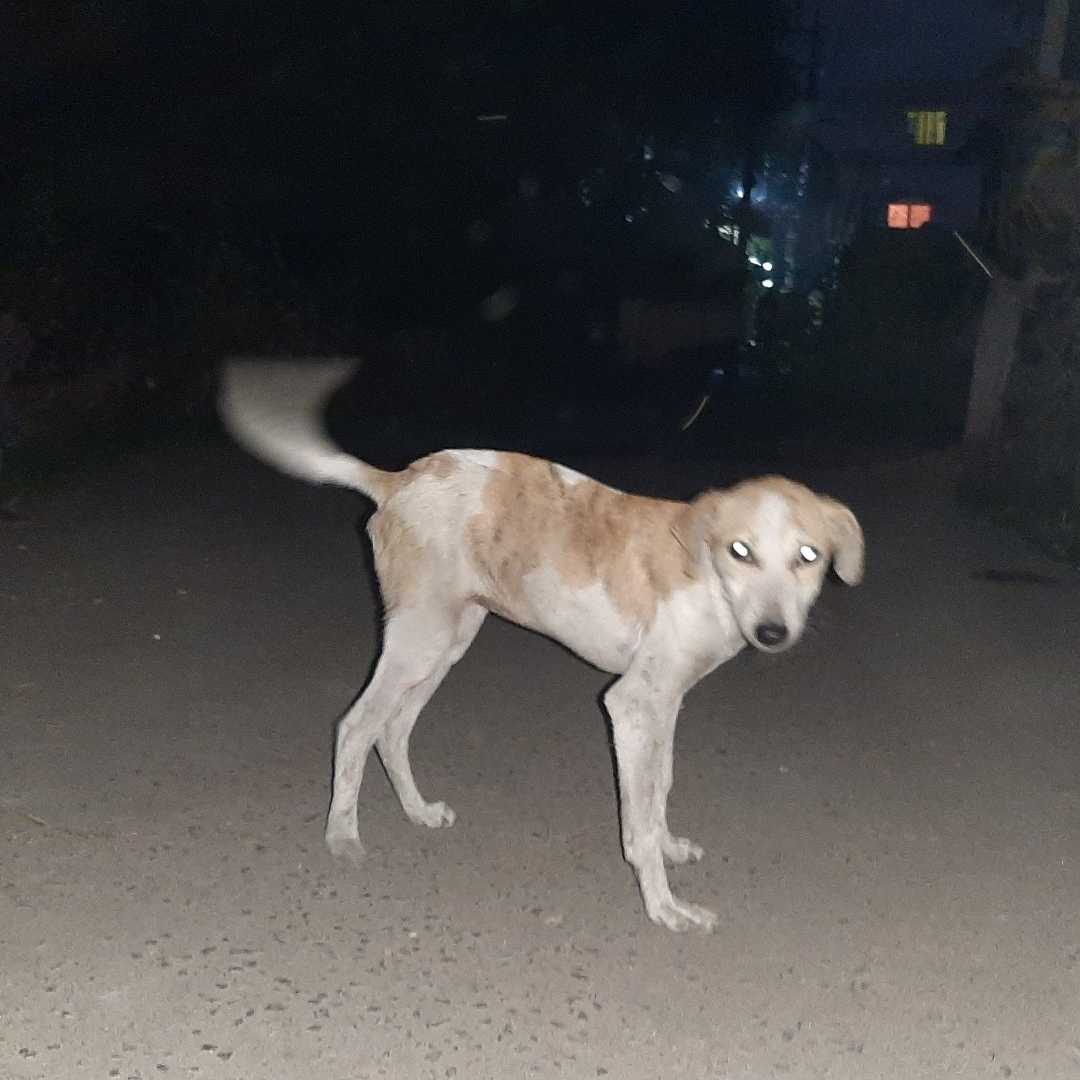 Night dogs