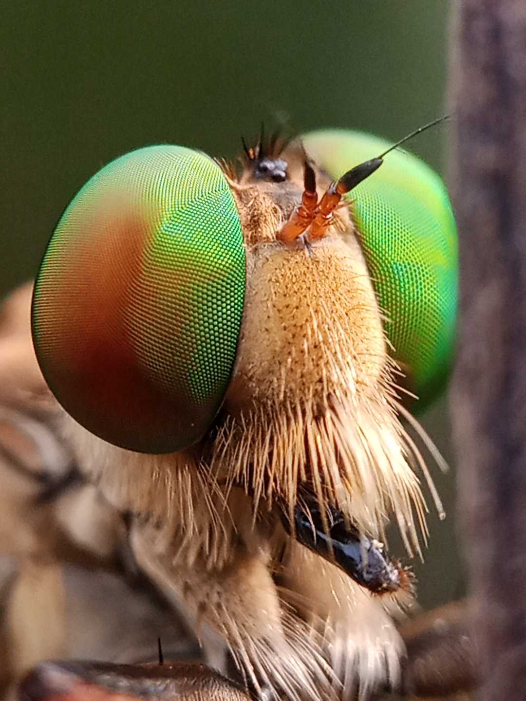 robberfly 