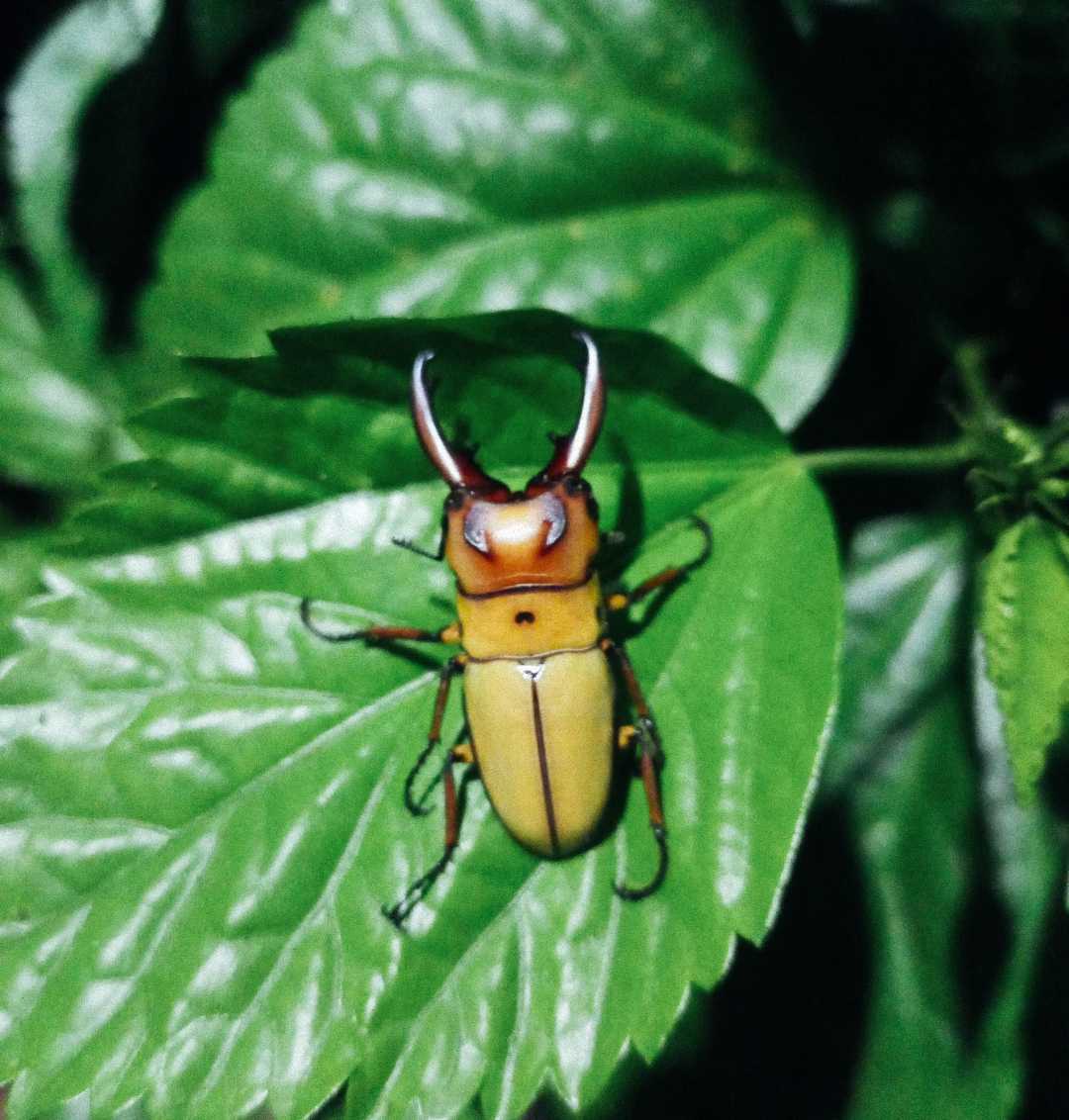 Beetle