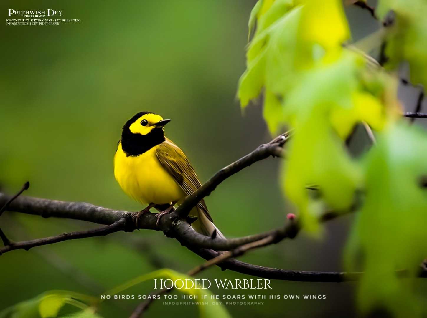 HOODER WARBLER