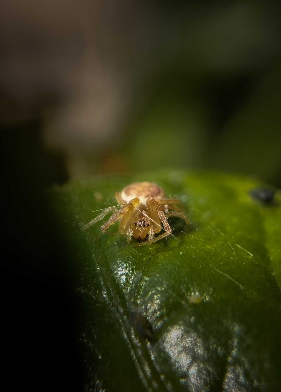 Guess the name of this spider 🕷