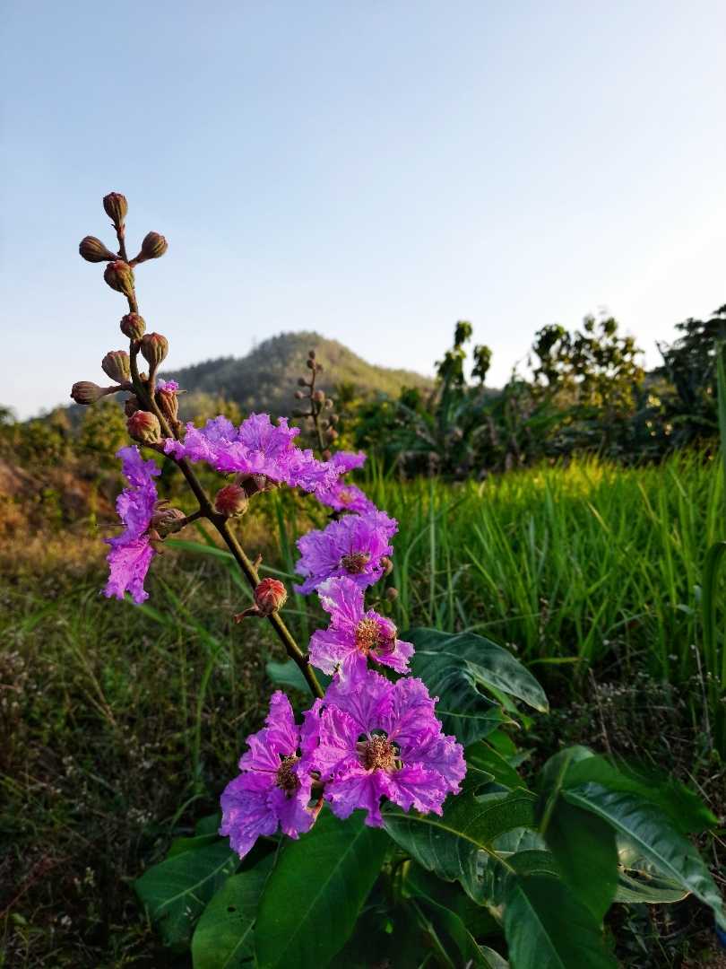 Flowers