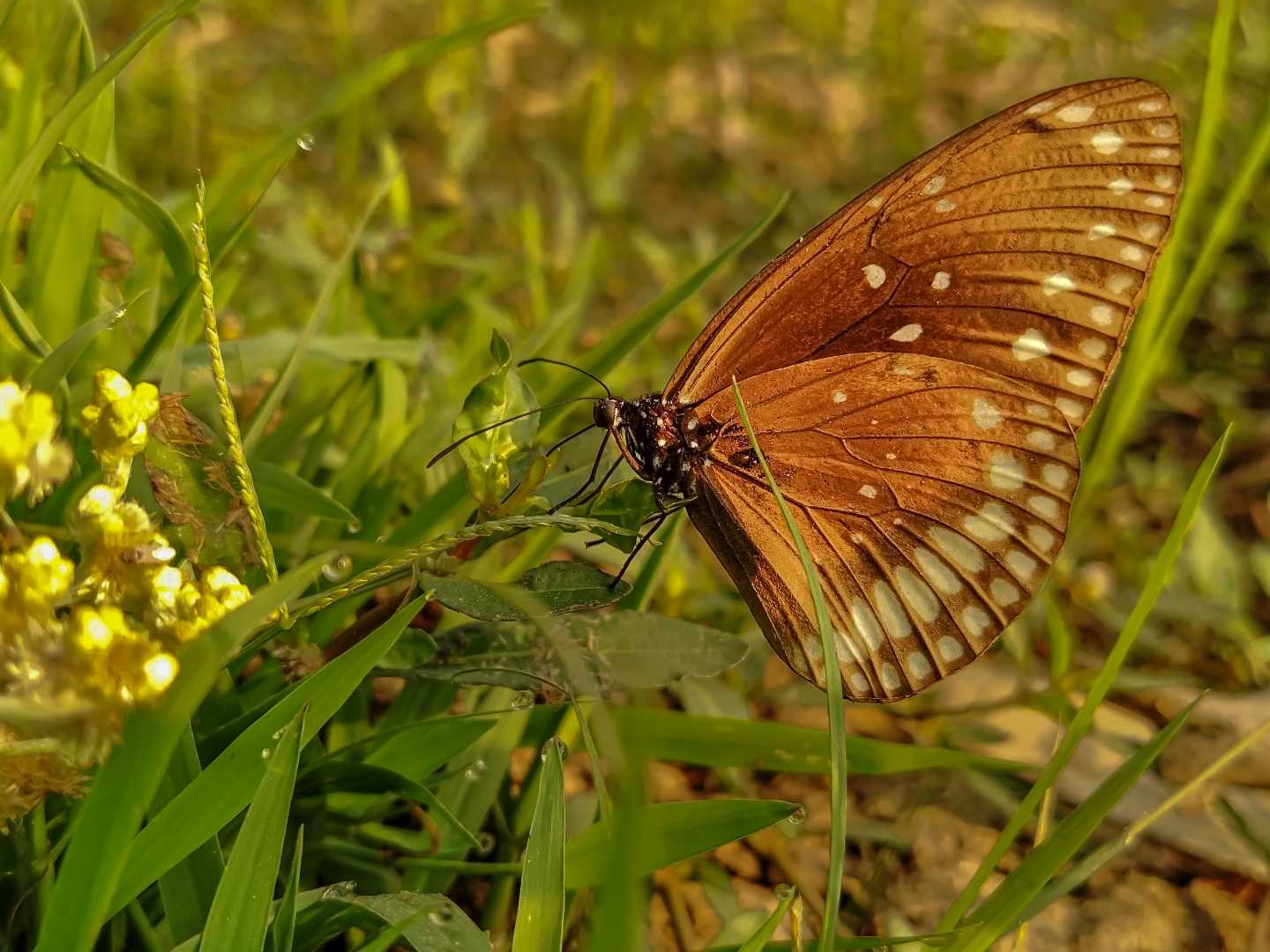 Beautiful butterfly 🦋
