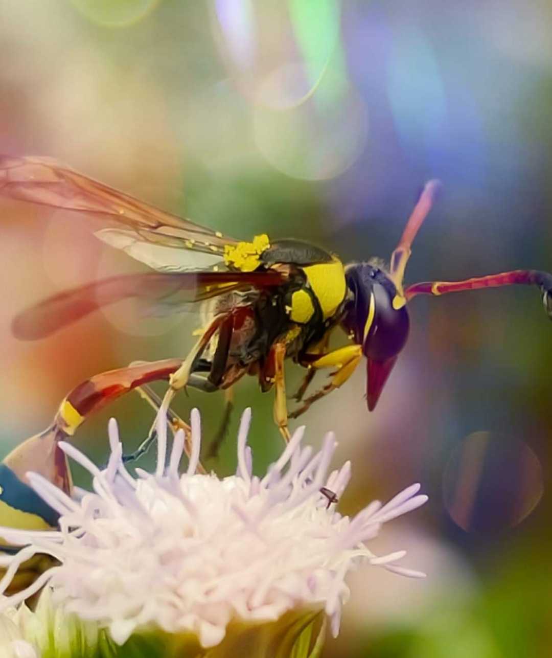Hornets (wasp)