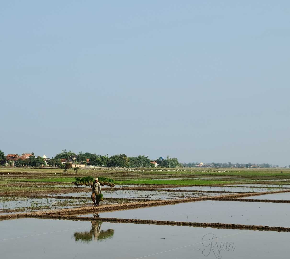 pak tani