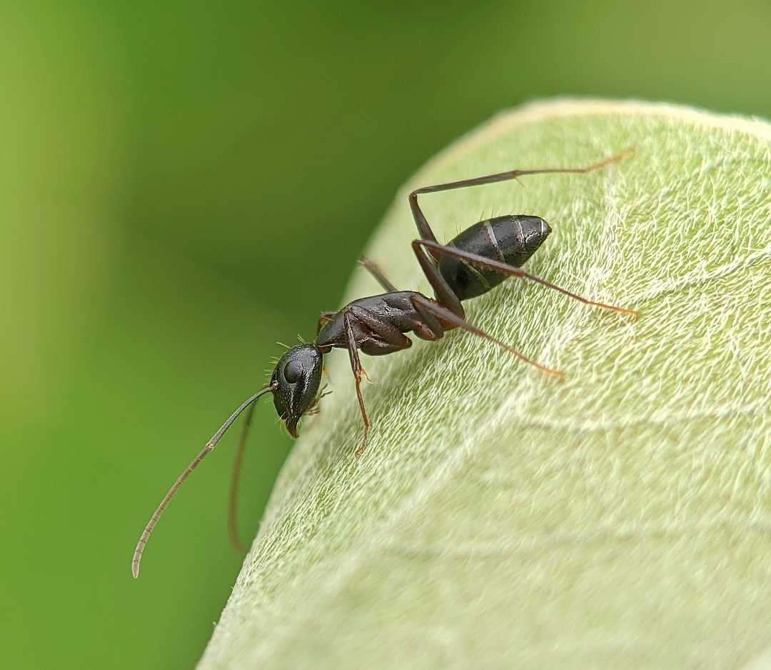 Camponotus compressus