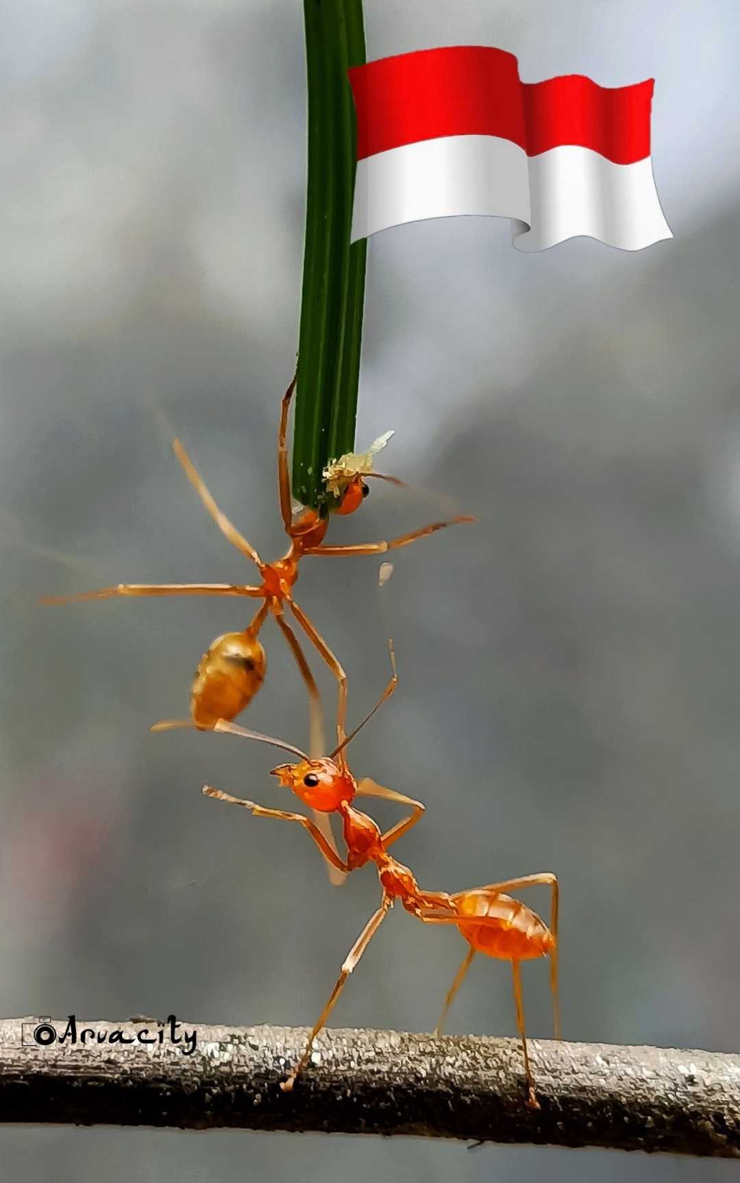 Merah Putih