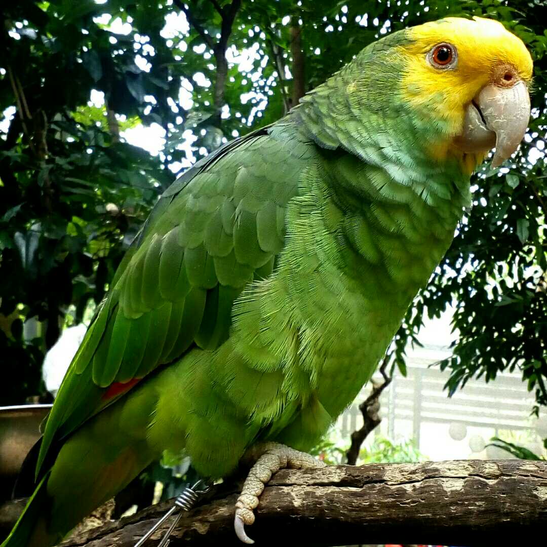 hi i'm parrot
