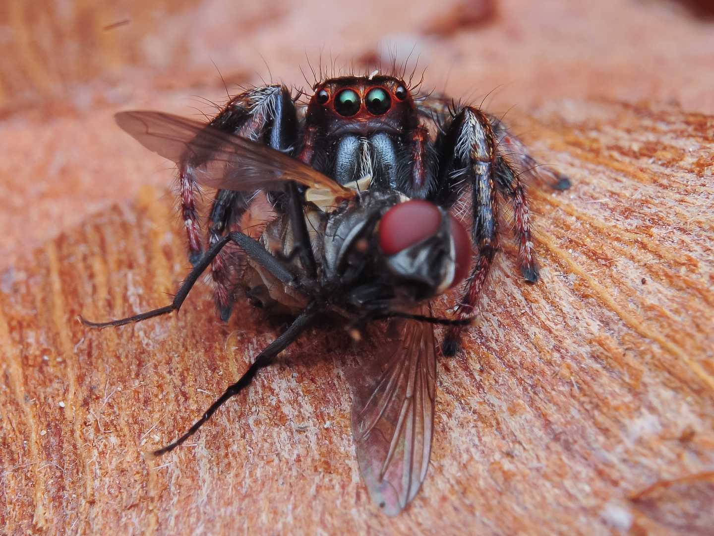 jumping spider male prey