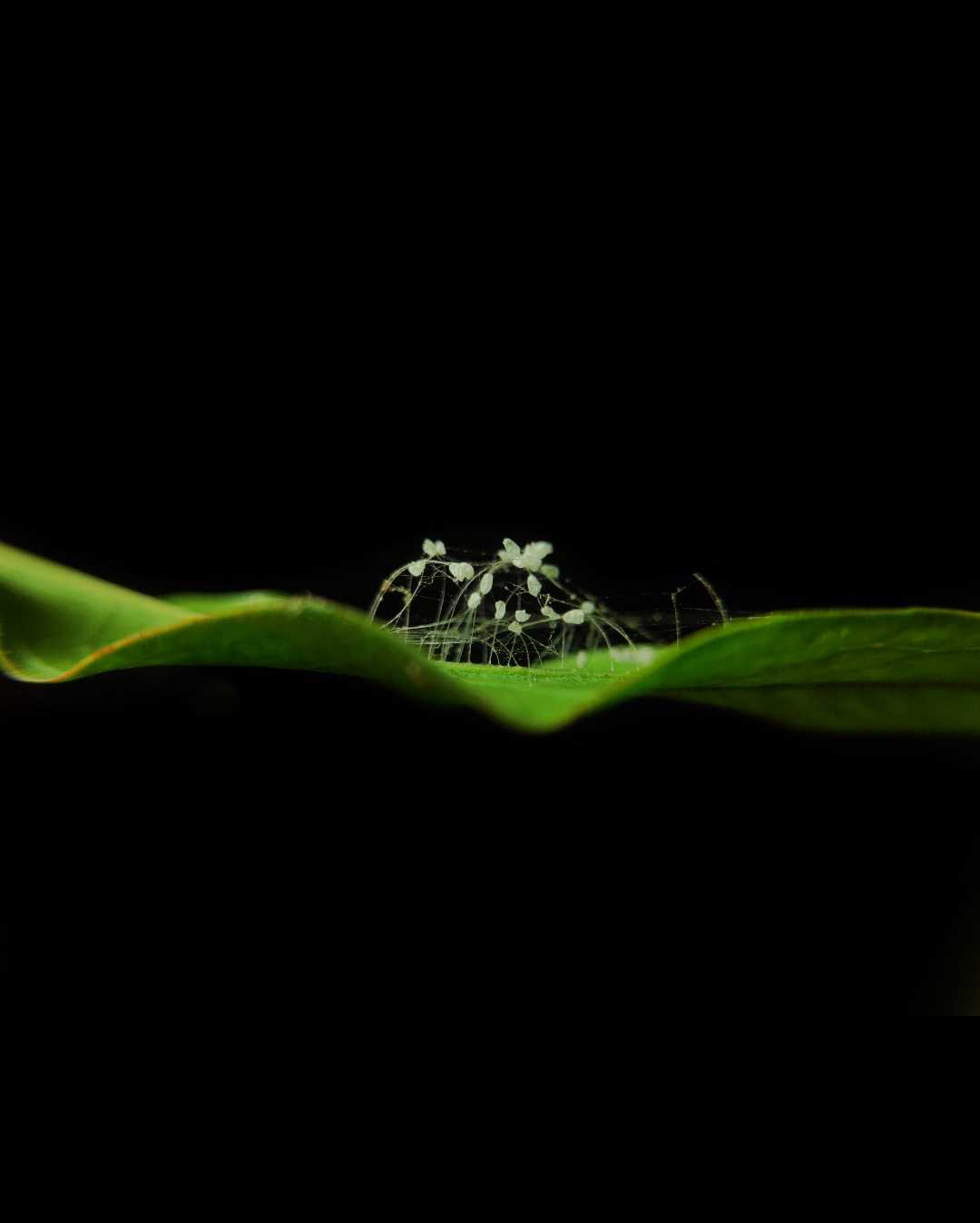 mobile macrophotography