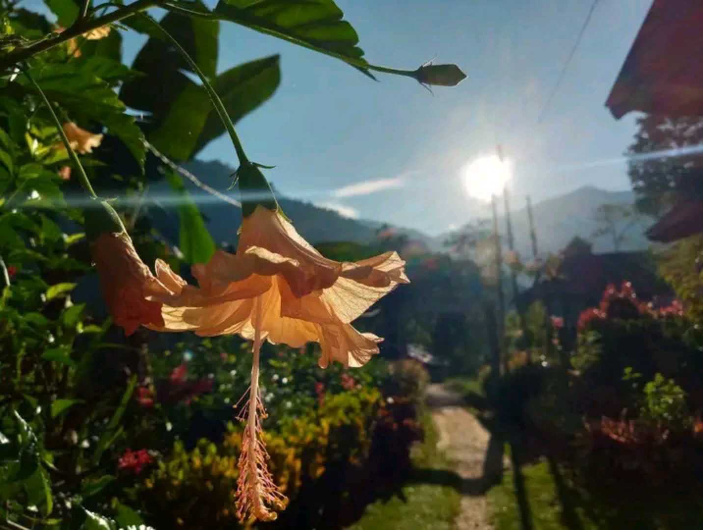 Bunga Kembang Sepatu