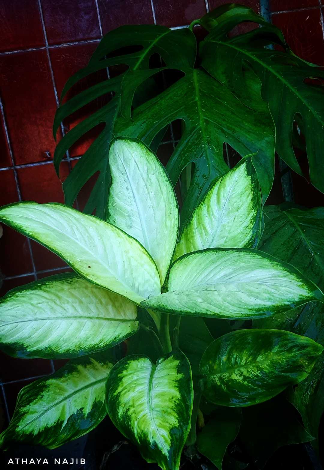 Tanaman Aglonema Tissue
