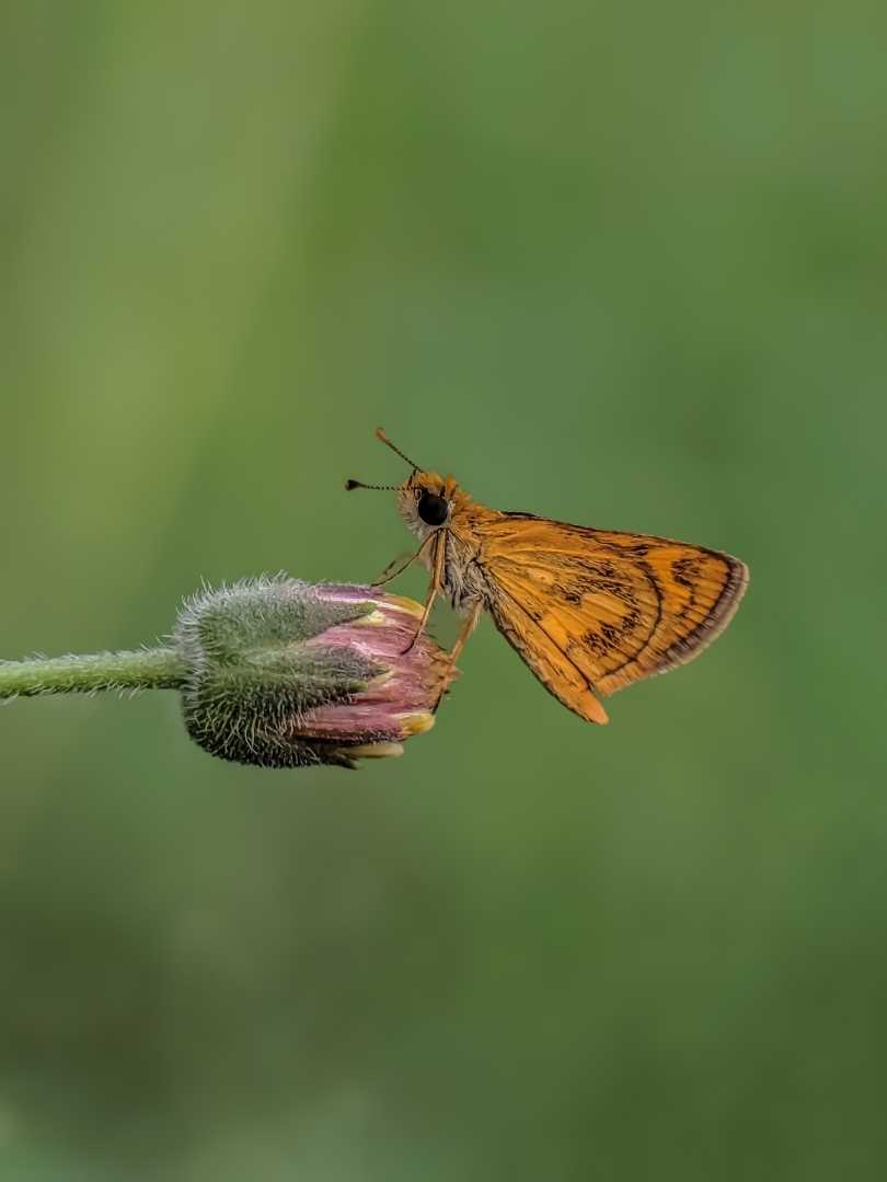 Potanthus omaha