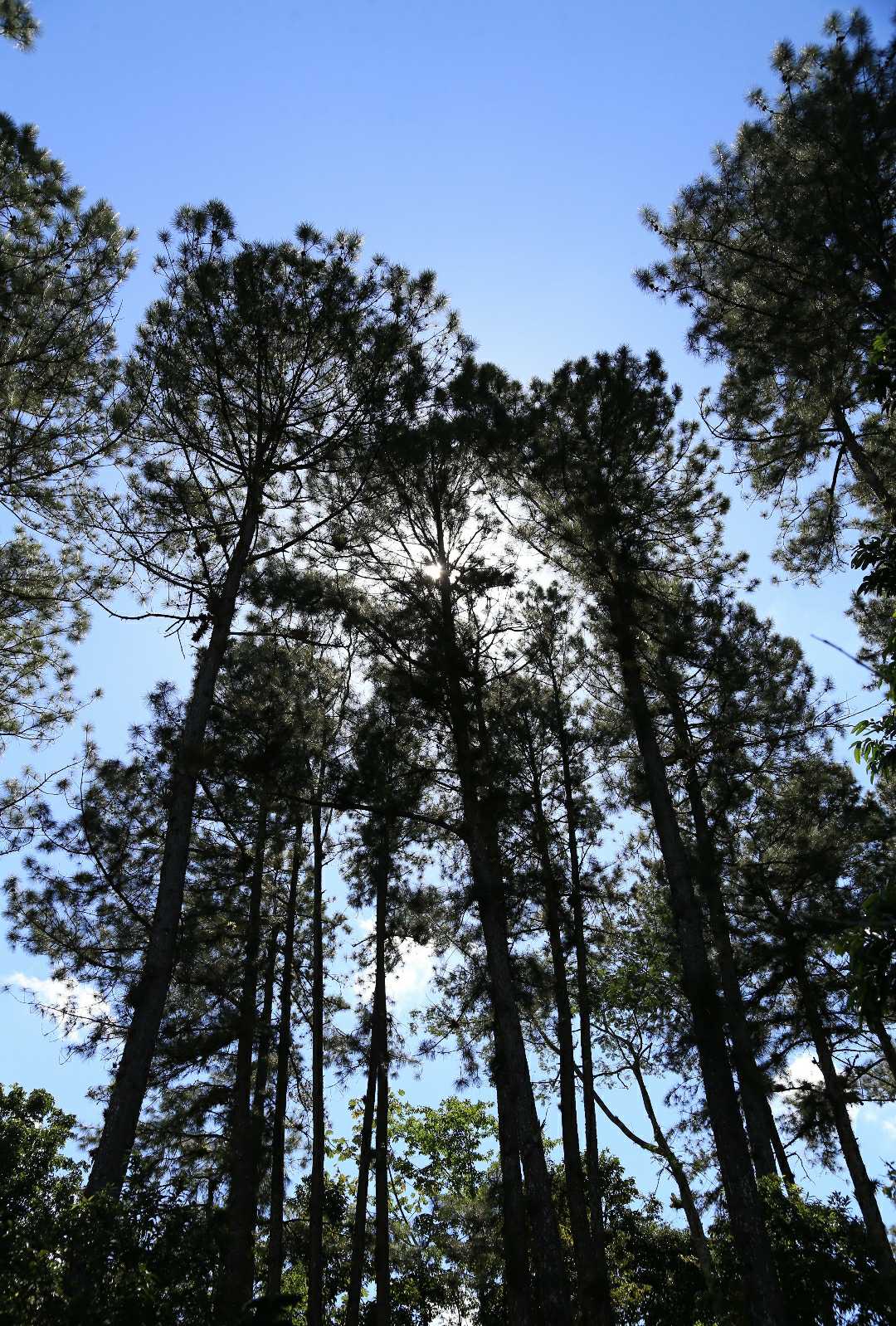 de mis árboles preferidos🌲🌲