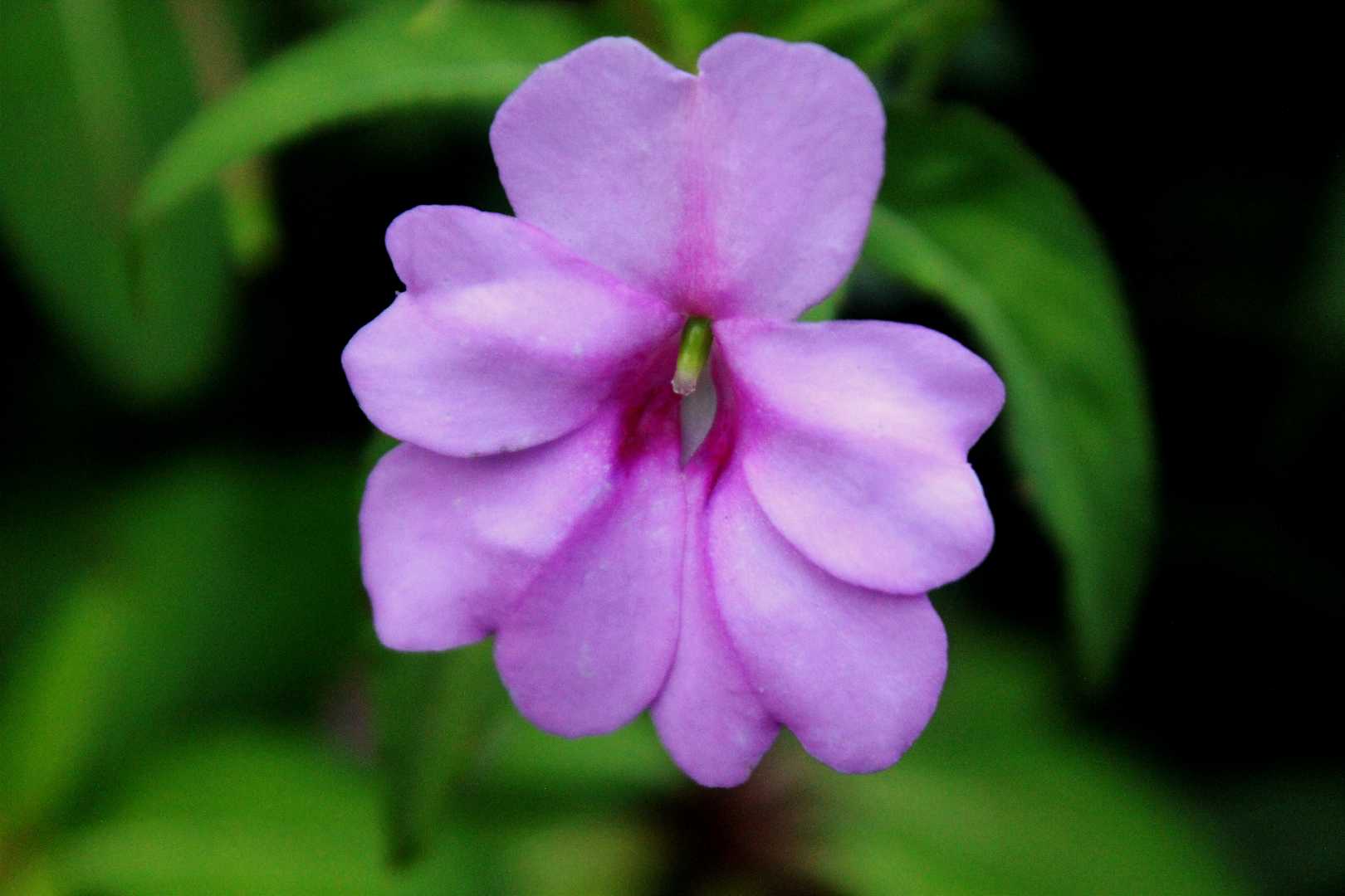 Impatiens walleriana