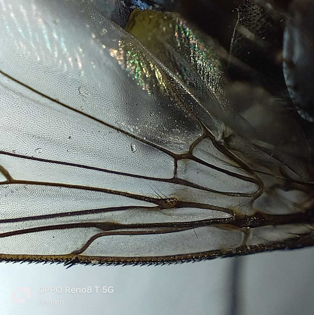 wings of Housefly 