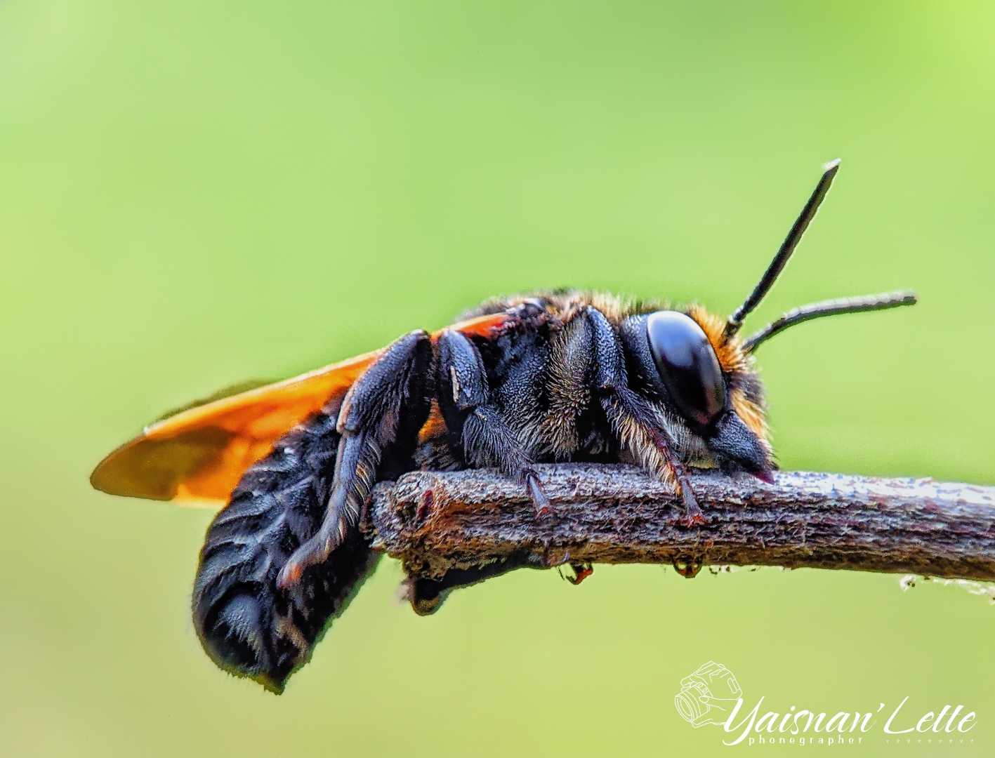 macro