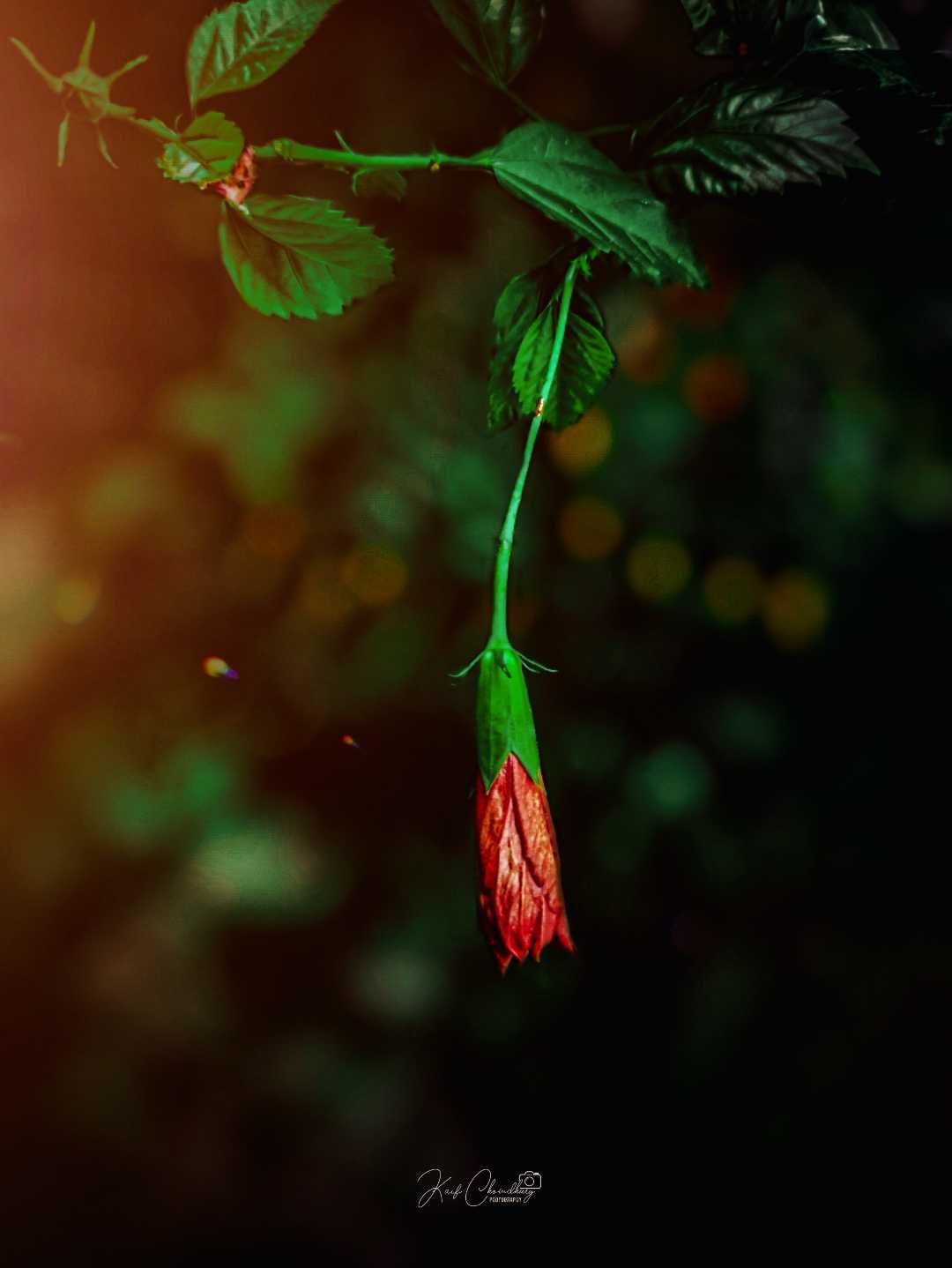 The earth laughs in flowers. 🥀🌸