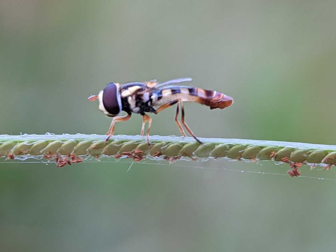 Hoverfly