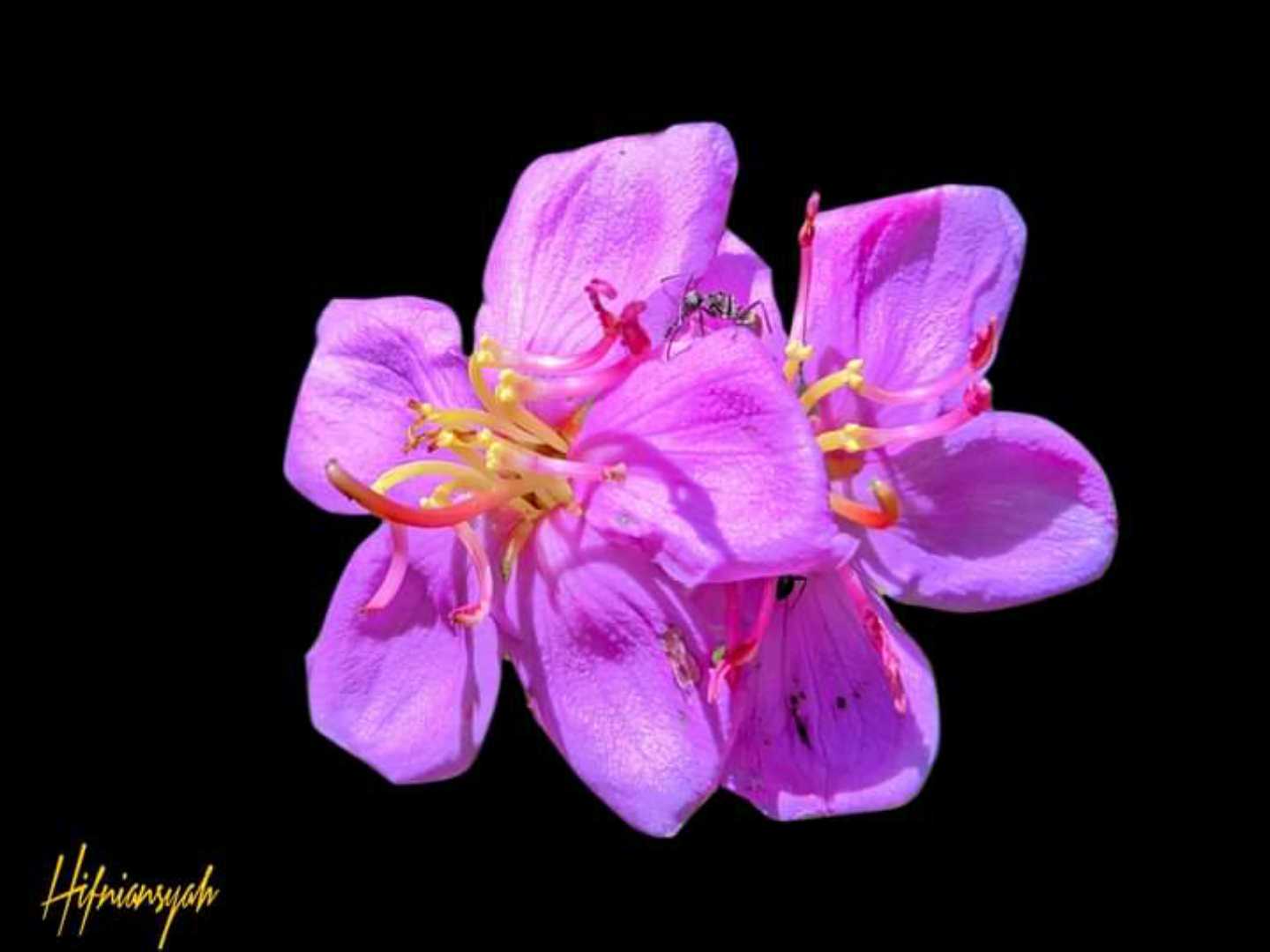 Melastoma malabathricum
