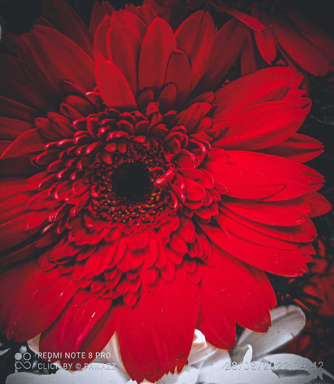 flower 