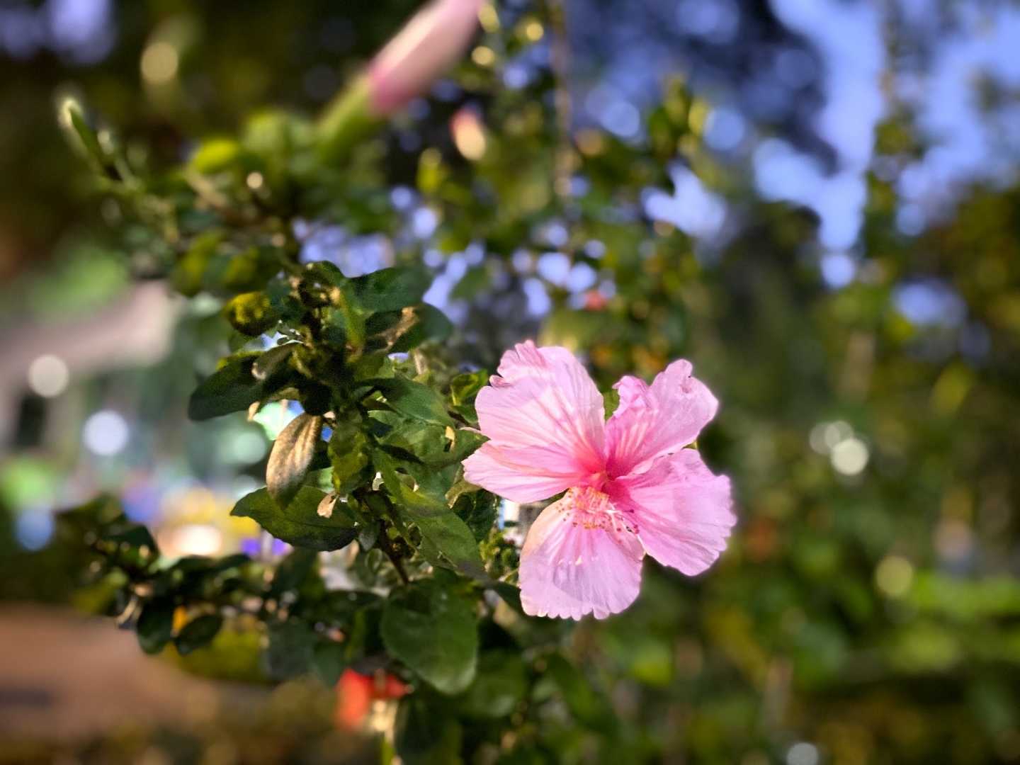 🌺BEAUTIFUL 🌺 FLOWER 🌺