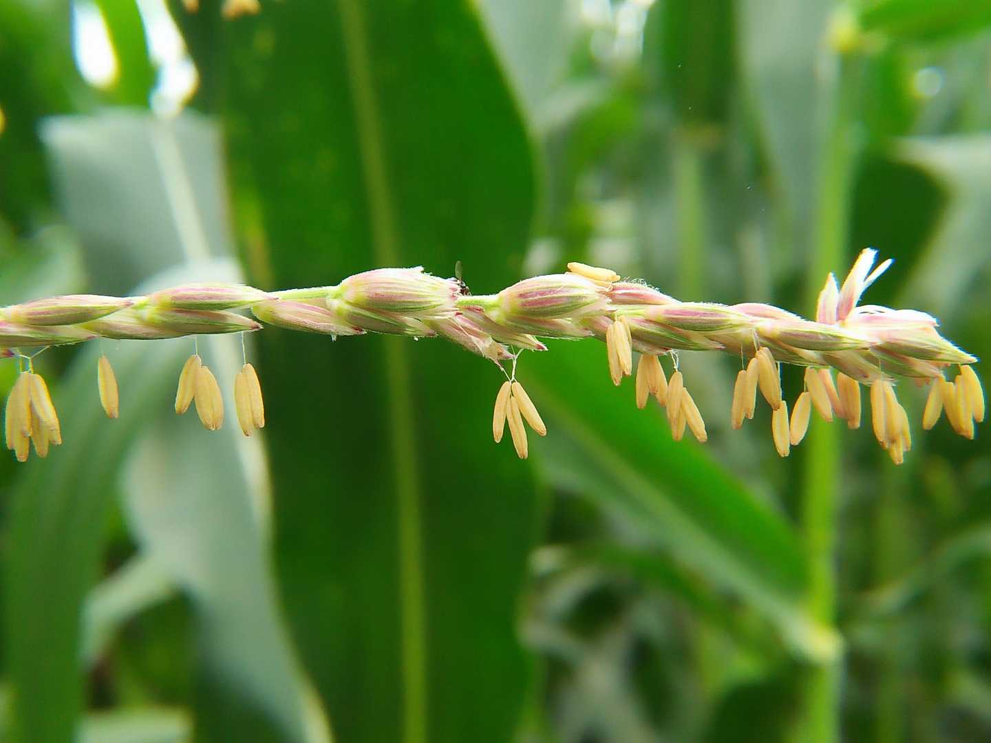 BUNGA JAGUNG