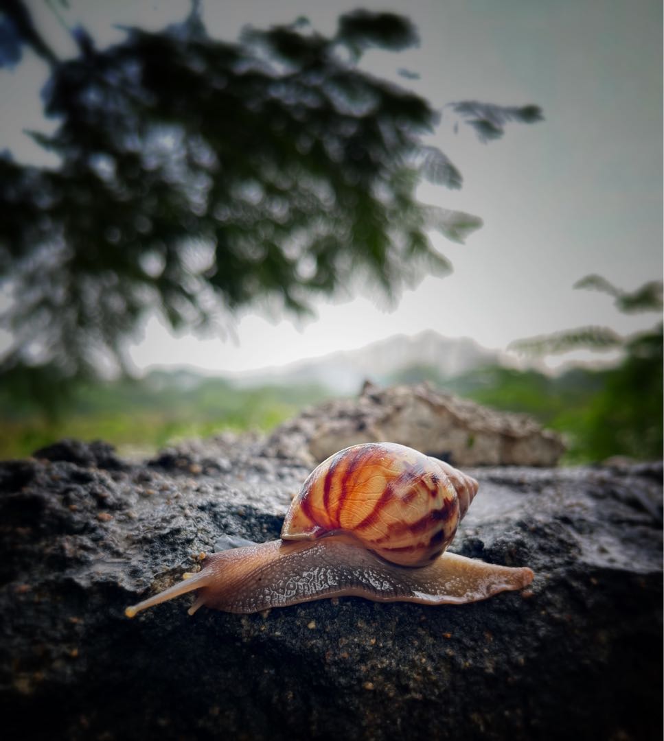 Snail