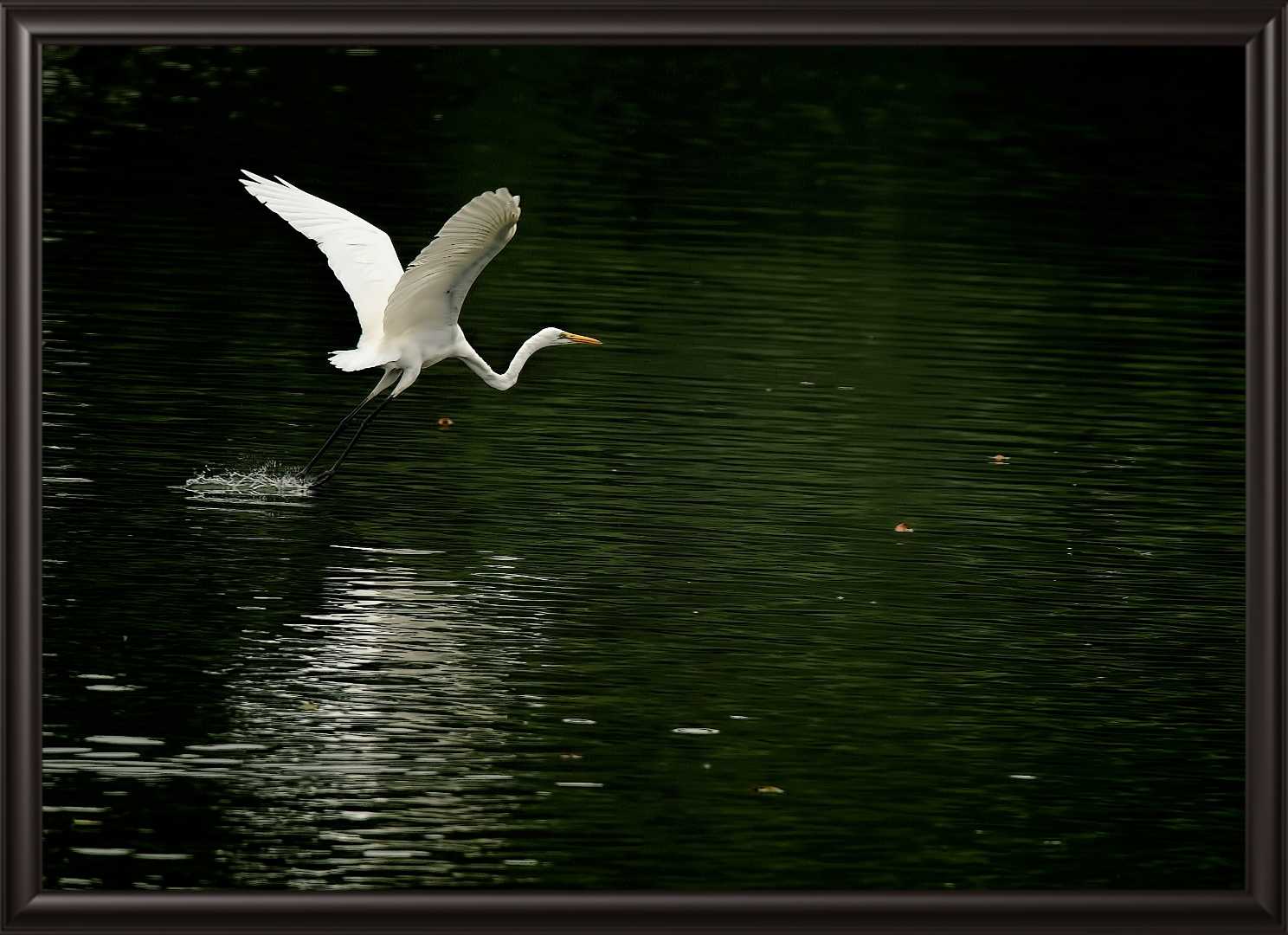 Great Eastern Egret