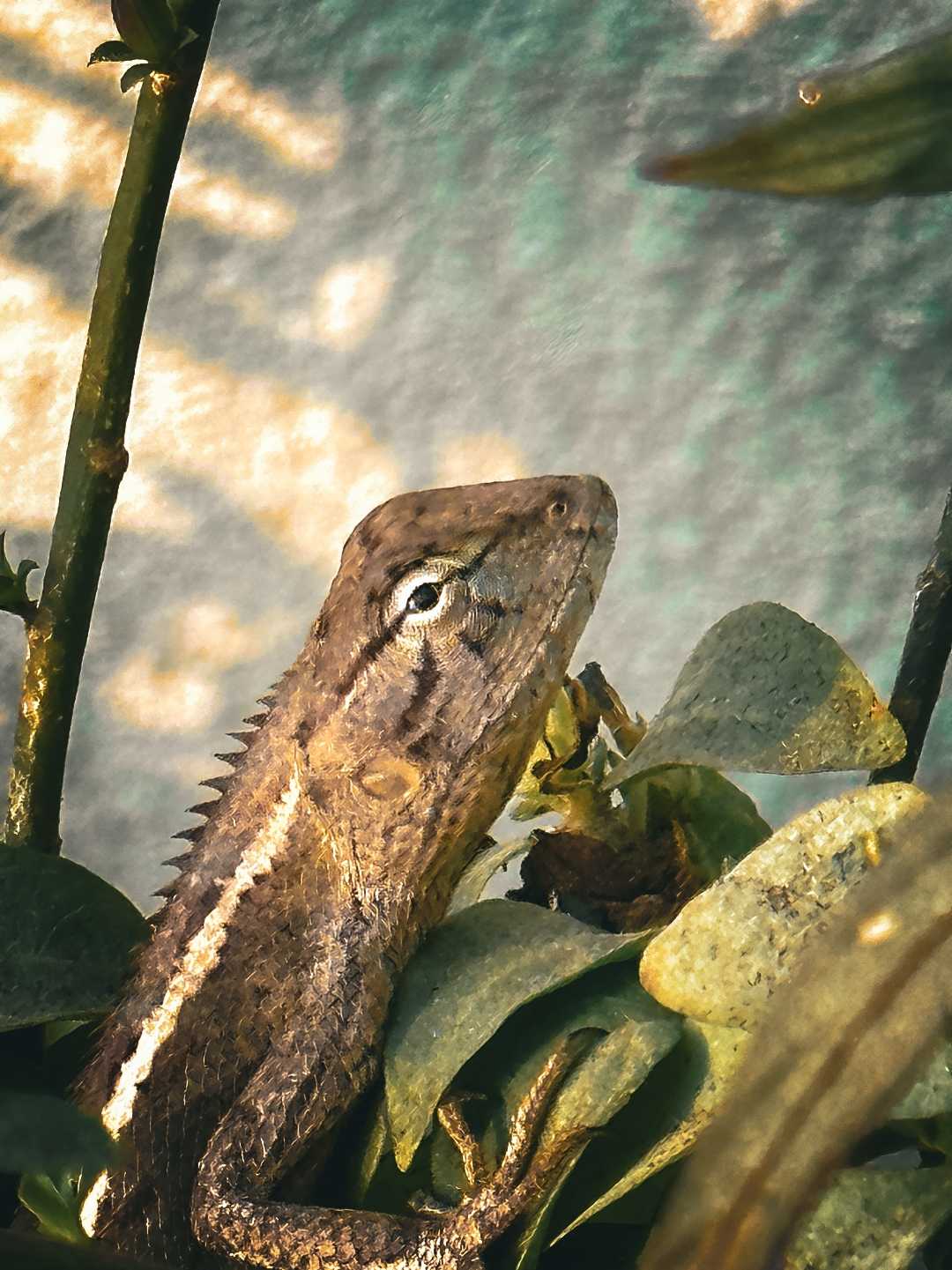 🦎