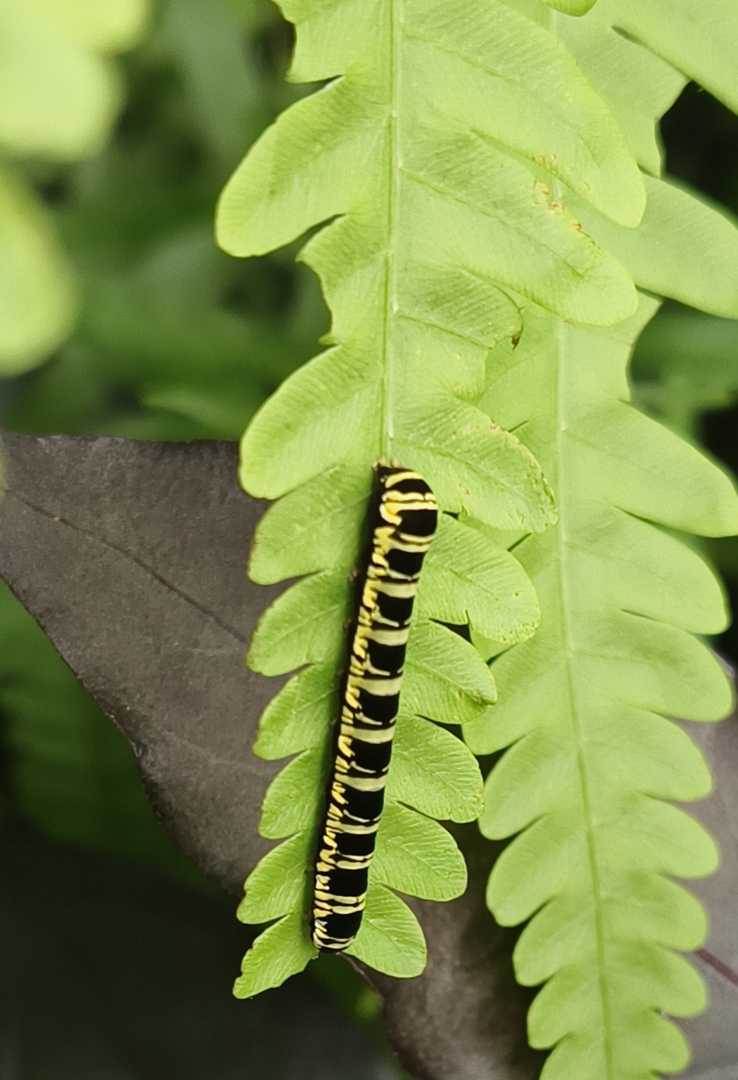 Caterpillar