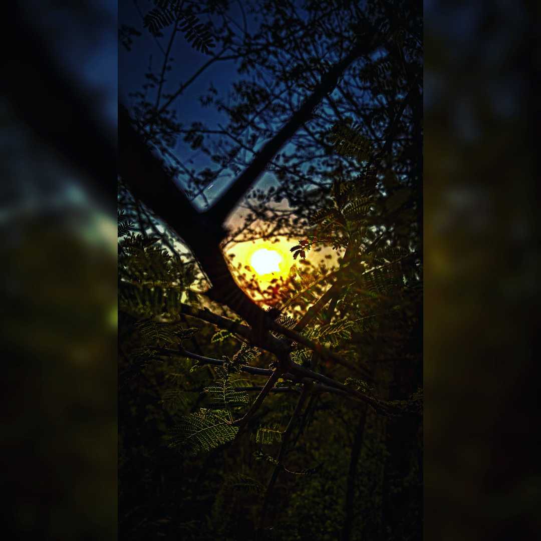 Nature 