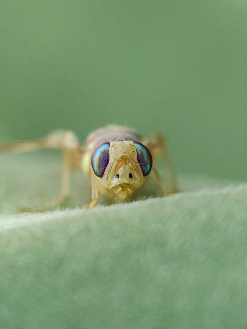 Fly.