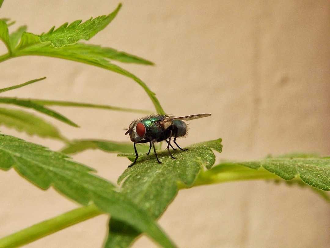 La mosca de la Cannabis