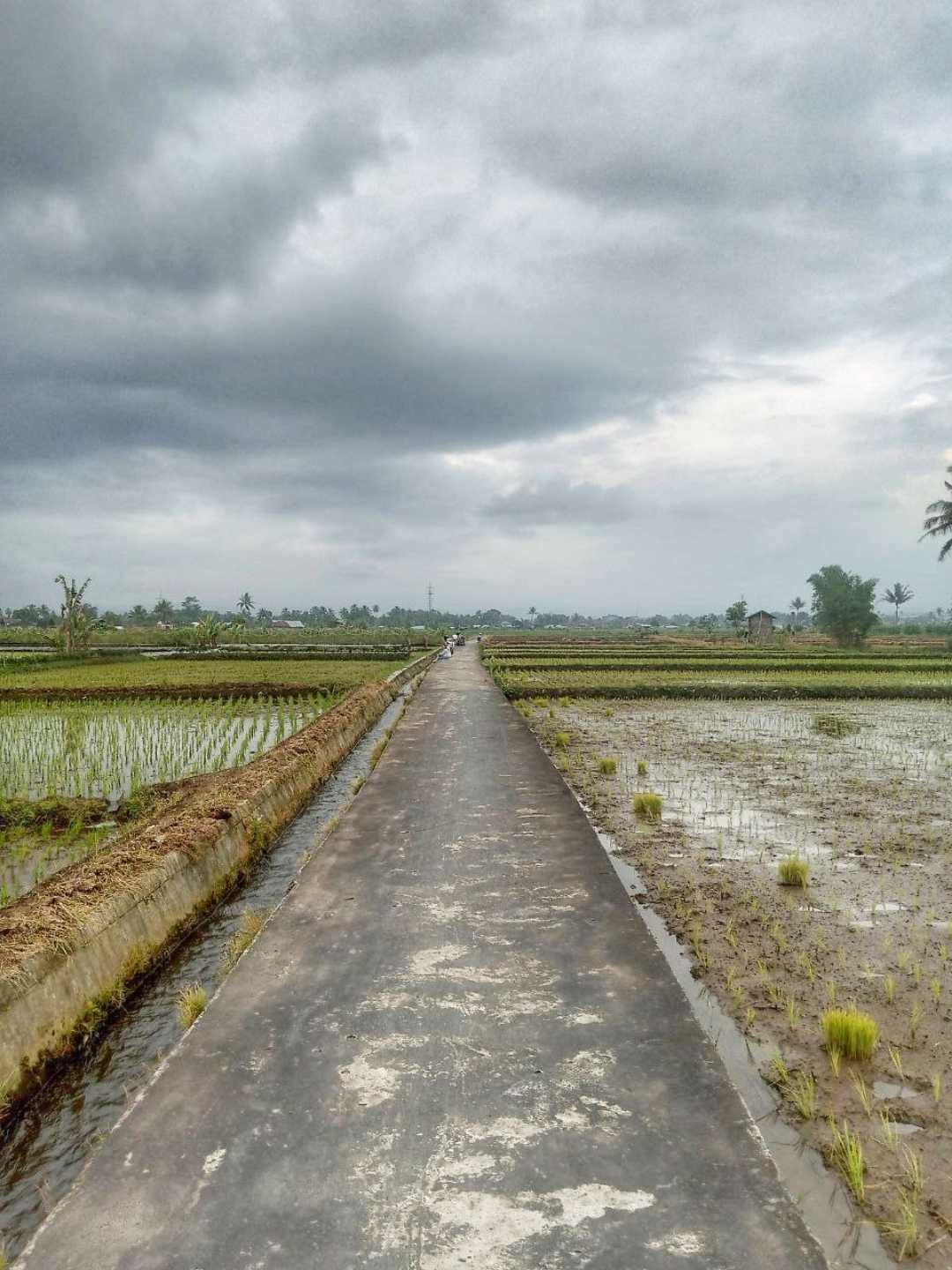 Pemandangan Tengah Sawah