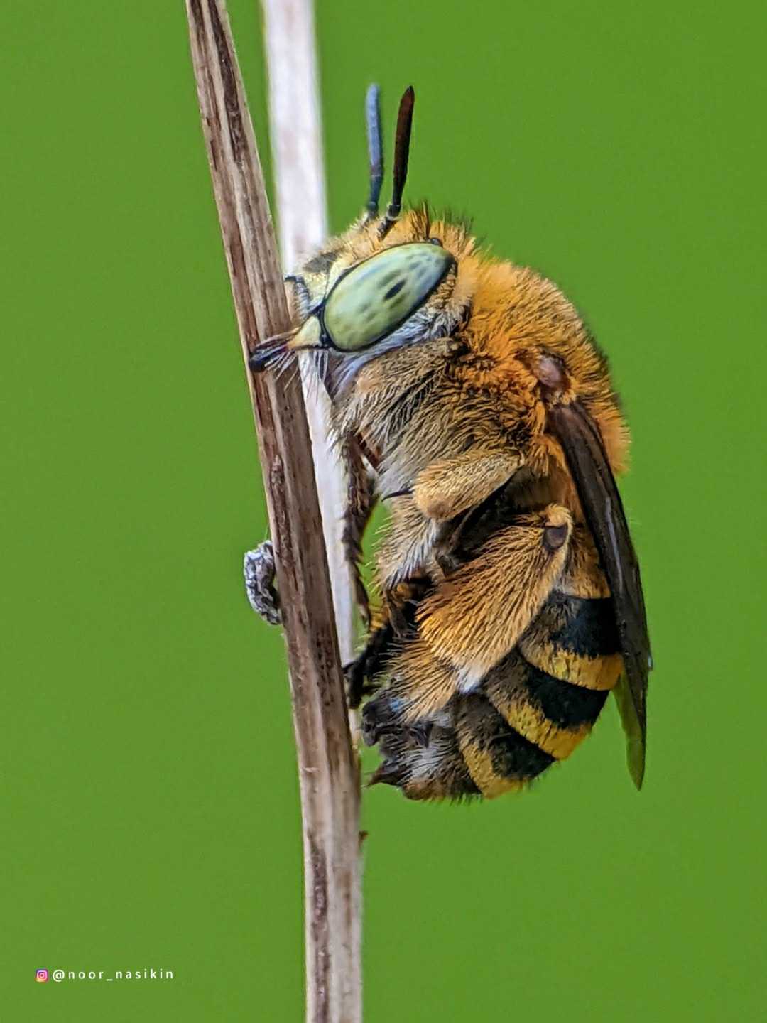Lebah belang ( Amegilla )